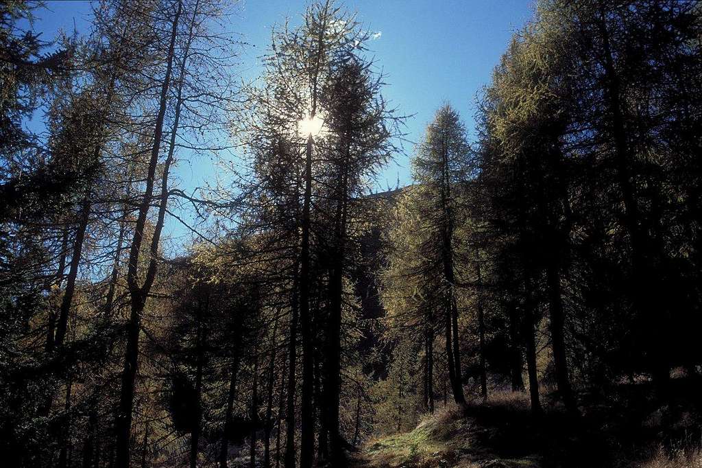 larch forest