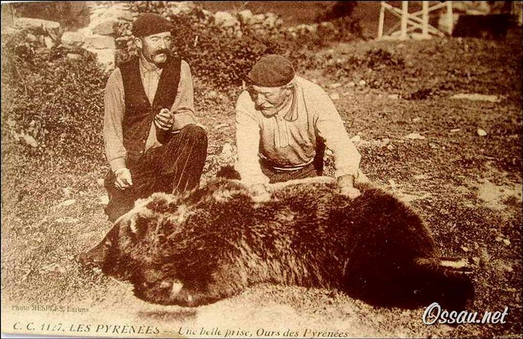 Captured bear in the Bearn, long time ago