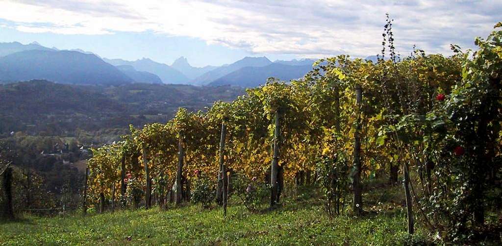 Jurançon, the wine of the Pyrenees