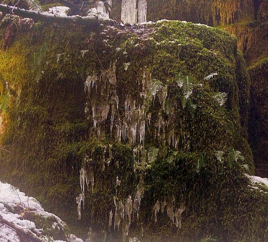 Icicles on Moss