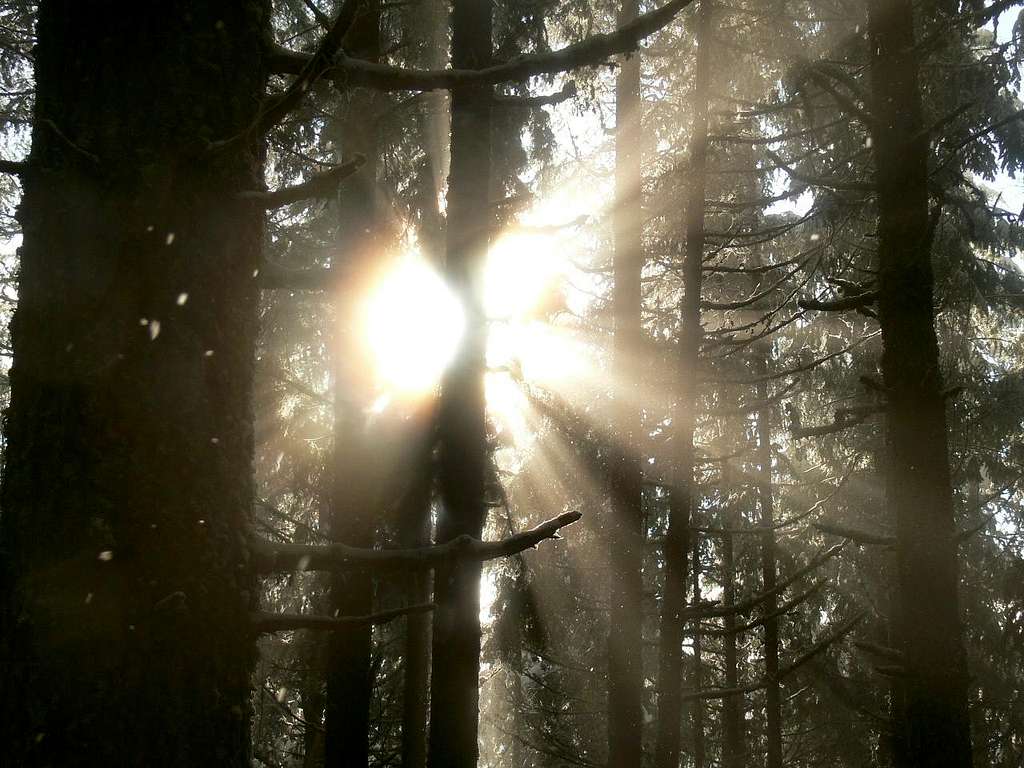 Sun Beams in the Woods