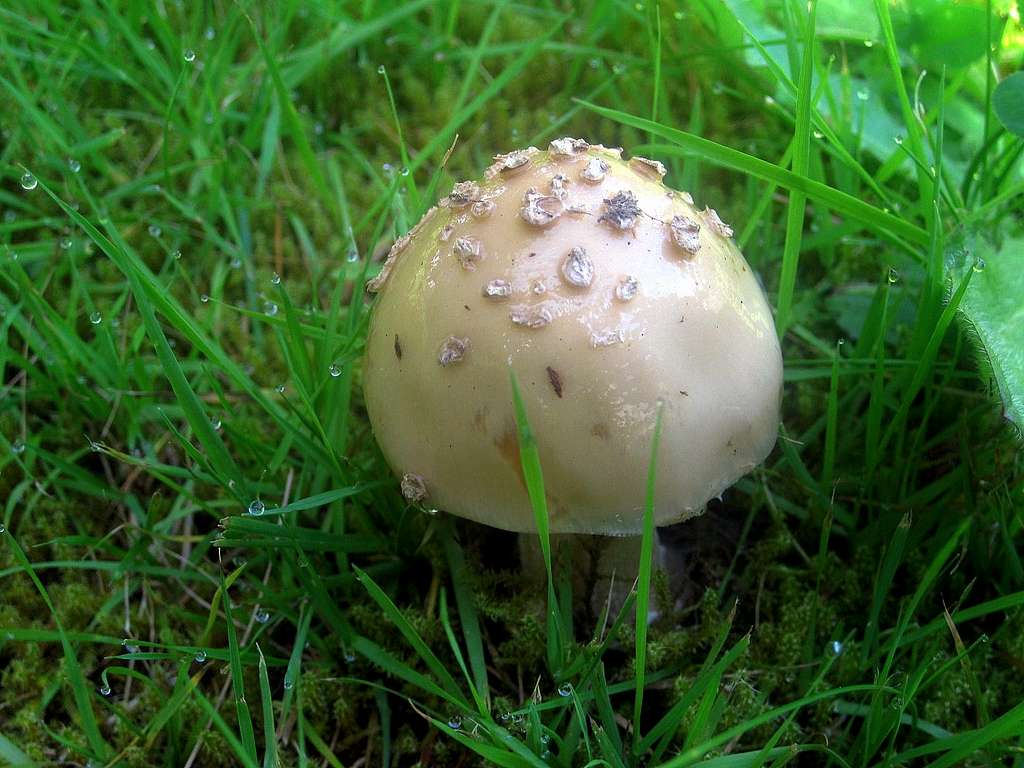 Rounded Mushroom