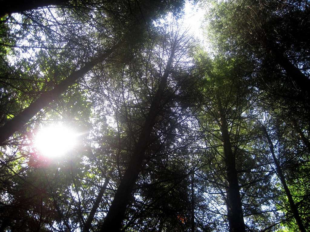 Looking up in the Woods
