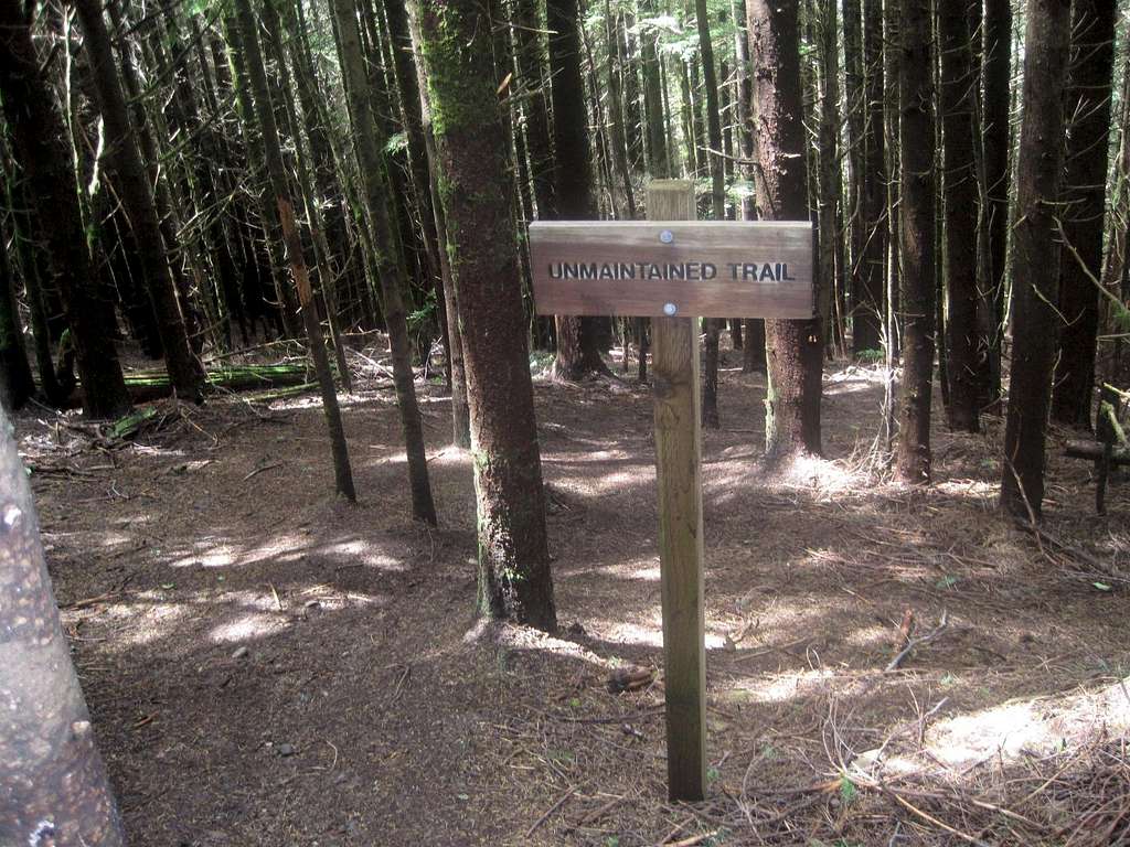 Unmainted Trail on Tiger Mountain