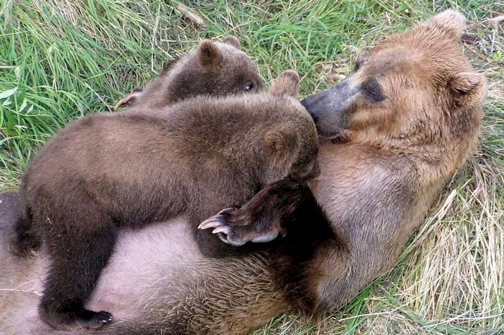 Cubs with Mother