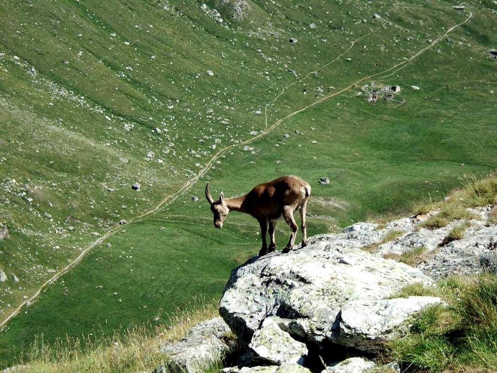 Chamois..