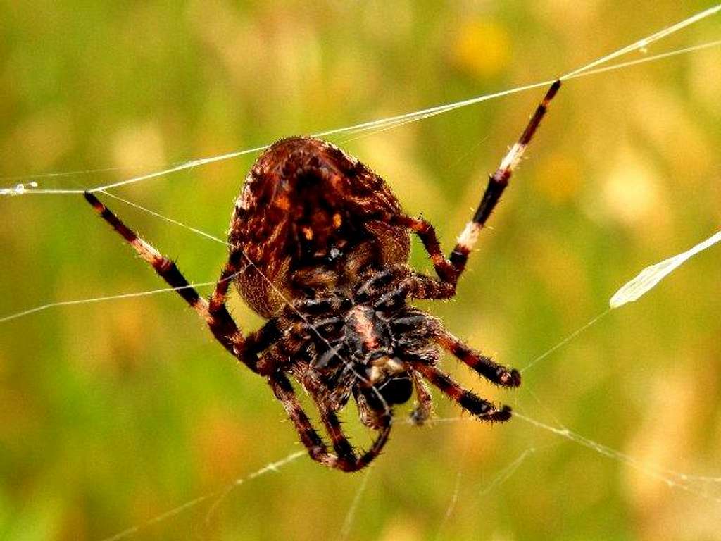 Spider fixing its web