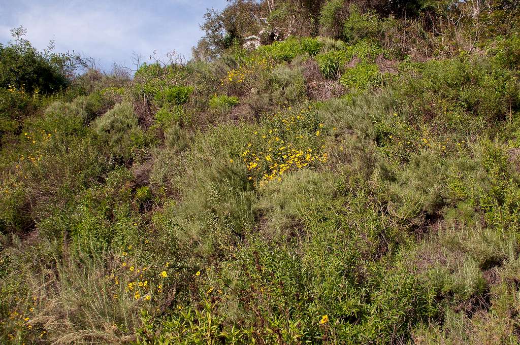 Temescal Rivas Canyon Trail