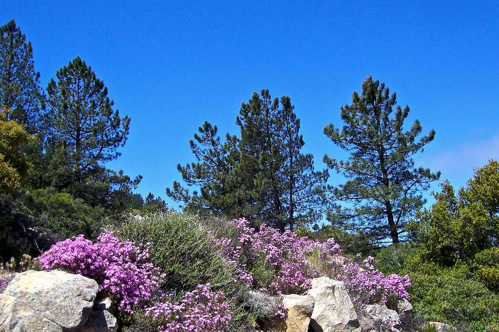 Wildflowers of La Cumbre Peak