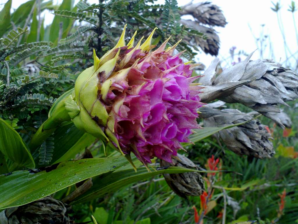 Pululahua's flowers.