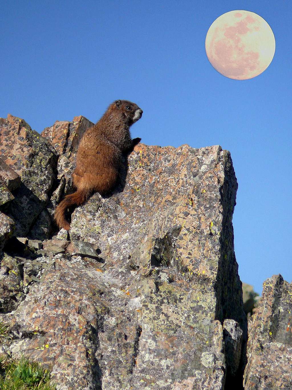 Moon over my marmot..