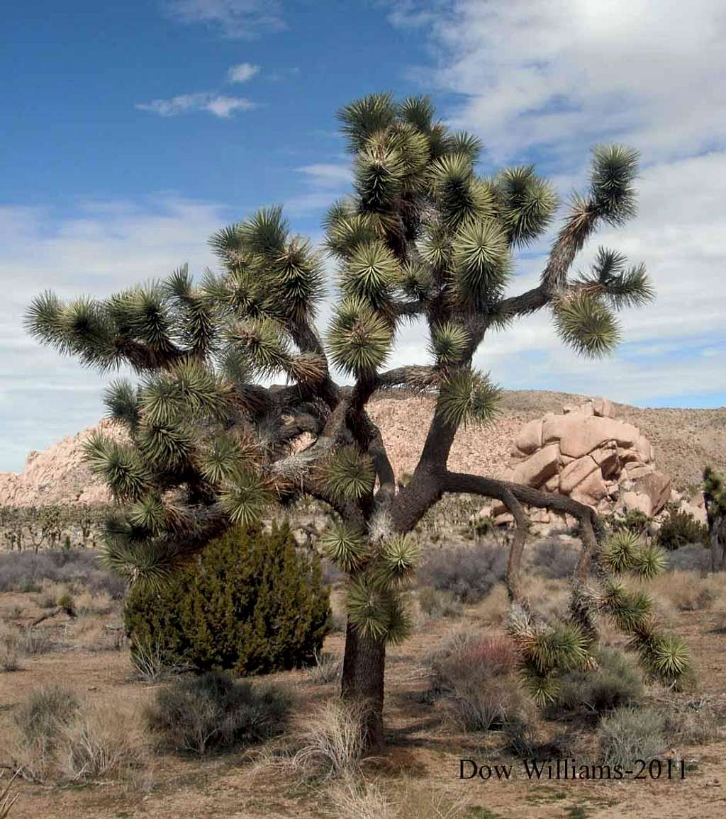 Joshua Tree