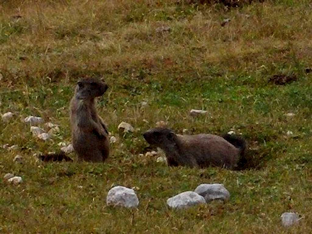 Marmots on the Fanes high plateau