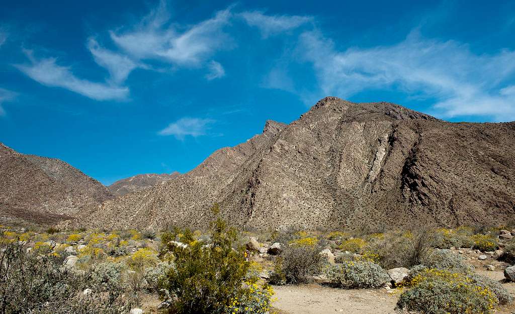 Wildflower season in Anza Borrego