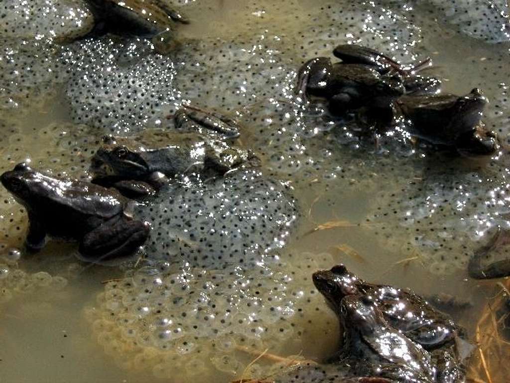 Frogs' Mating Season - Spring 