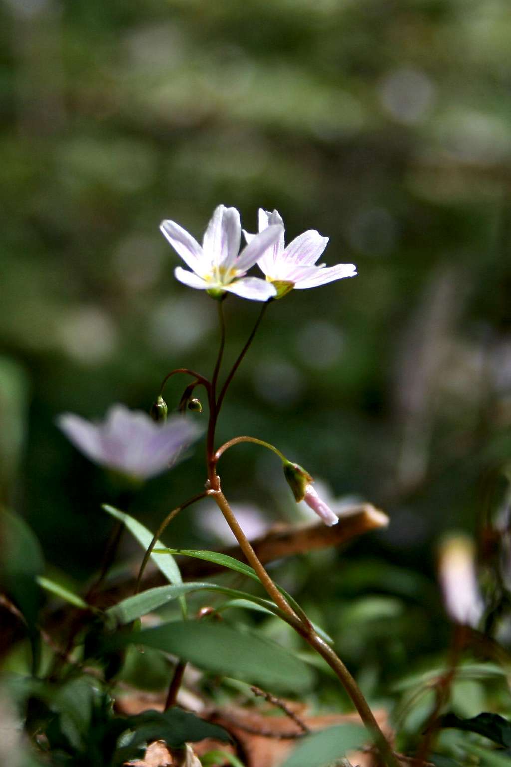 Spring Beauty