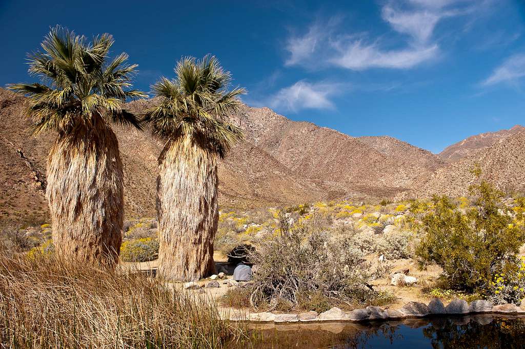 Borrego Palm Canyon