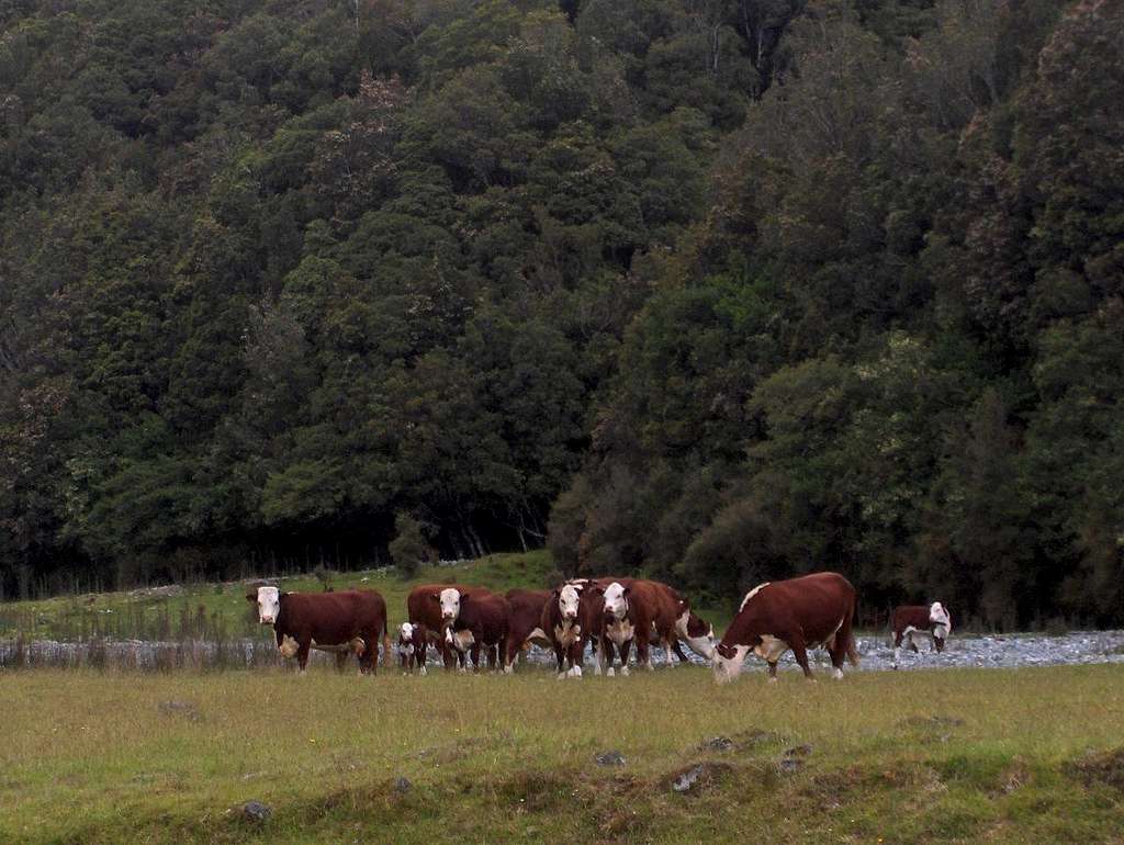 Cows along the Taipo River