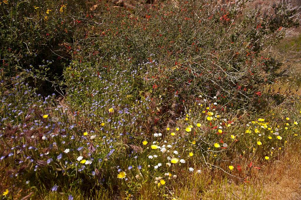 Wildflower Season in the Anza Borrego