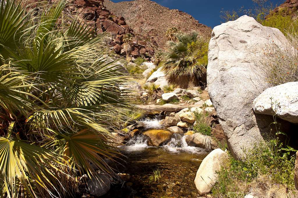 Borrego Palm Canyon