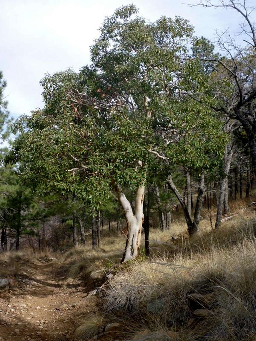 Texas Madrone along the Tejas Trail