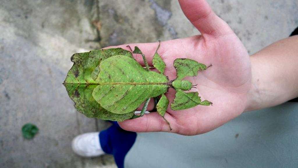 Leaf insect