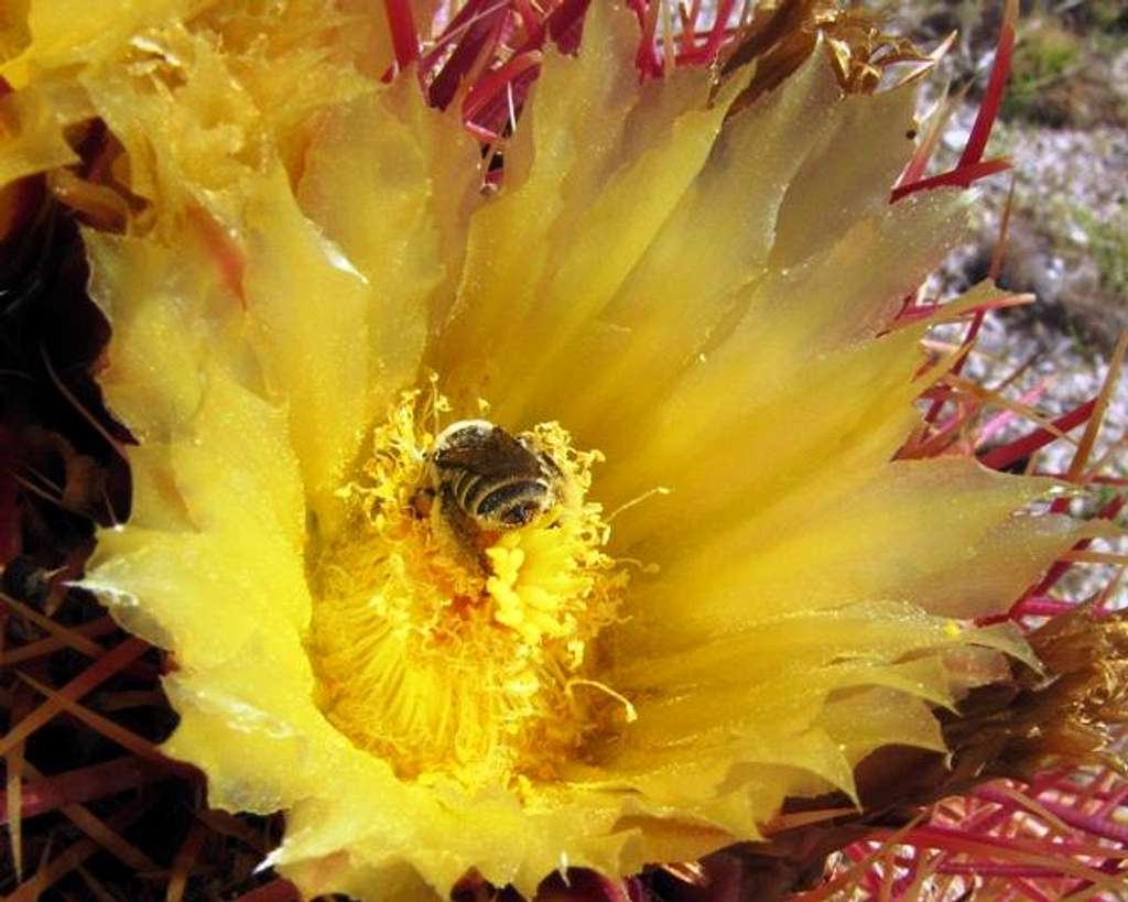 Bee in Barrel Cactus Flower