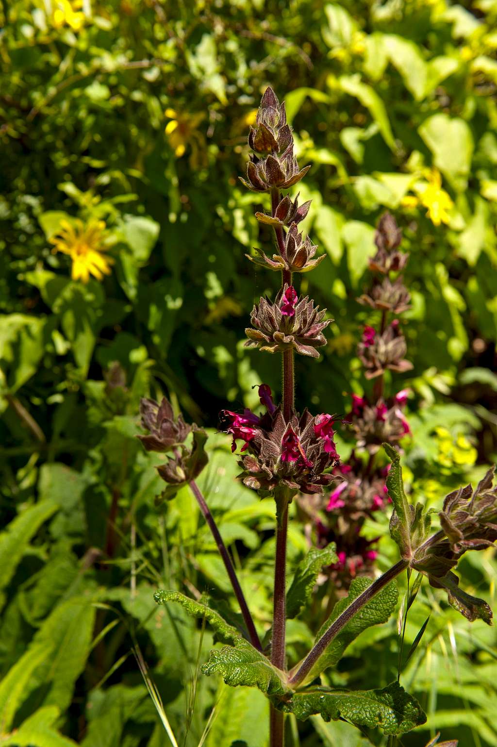 Hummingbird Sage (<i>Salvia spathacea</i>) 