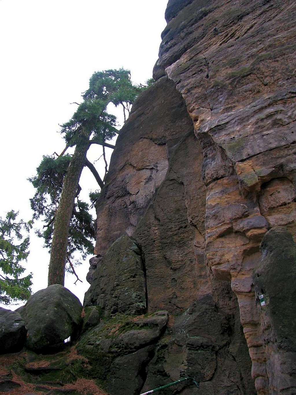 Cooexistance of trees and rocks