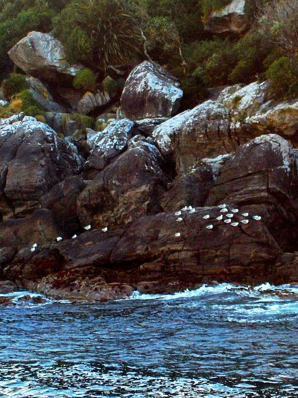 Seagull colony