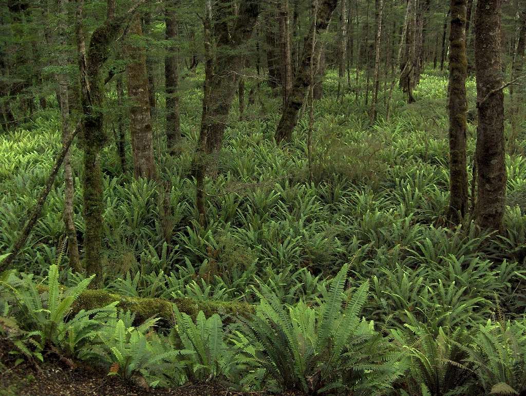 Ferns all over