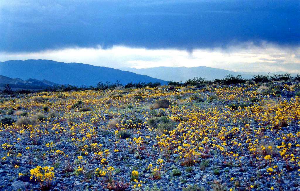 Desert gold, Texas Springs, Death Valley