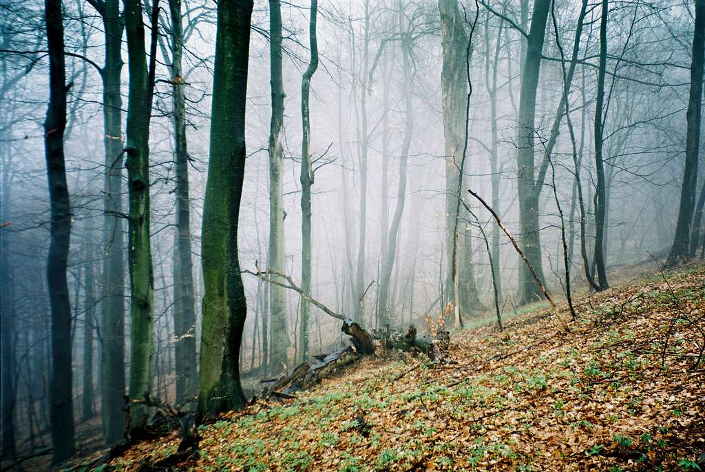 Misty beech woodland
