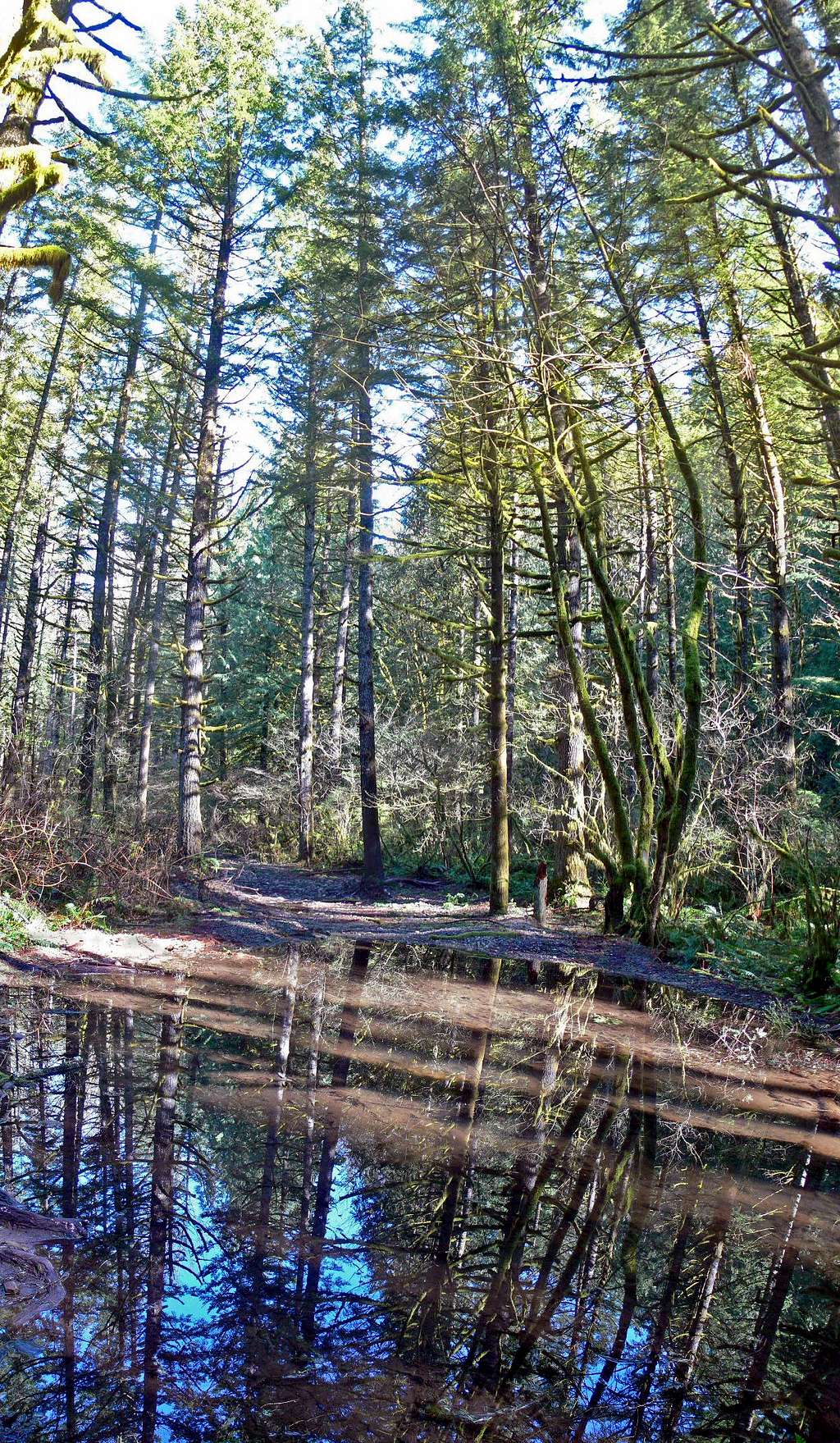 Tree Reflection