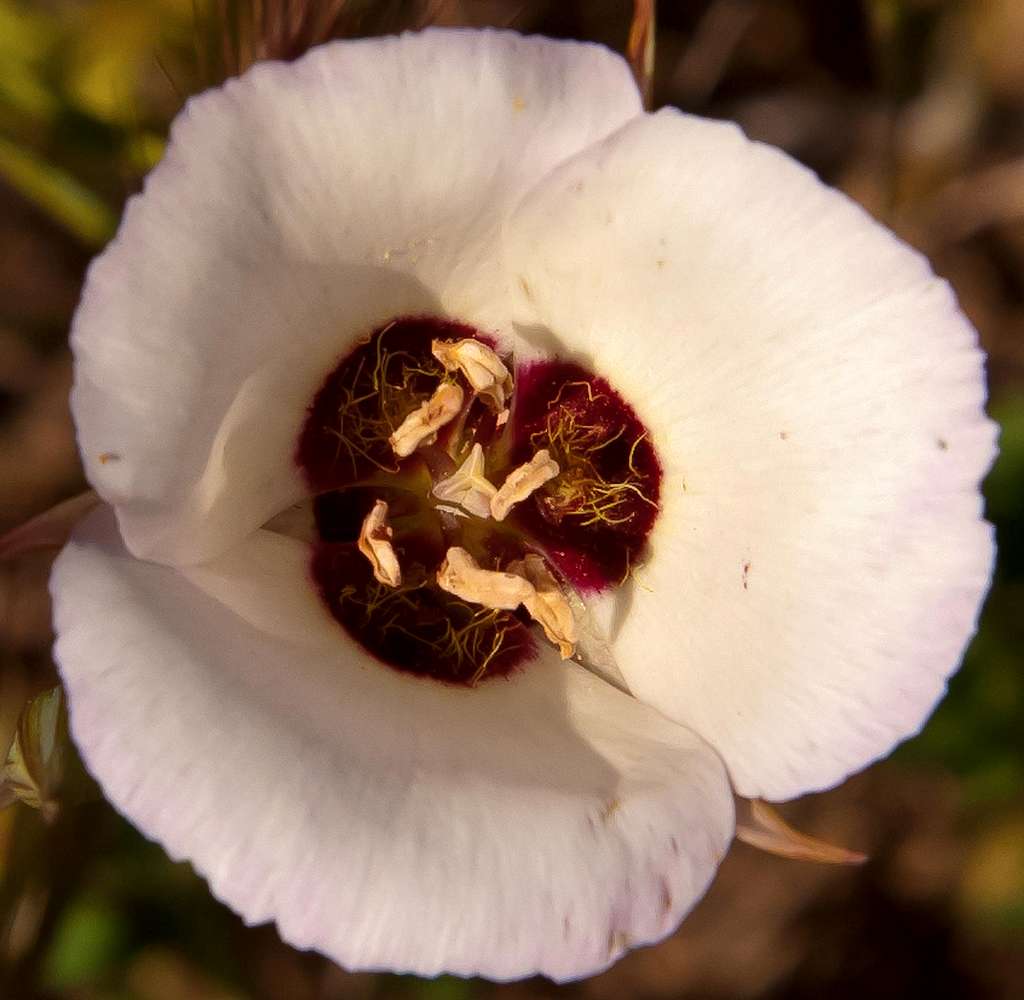 Mariposa Lilly