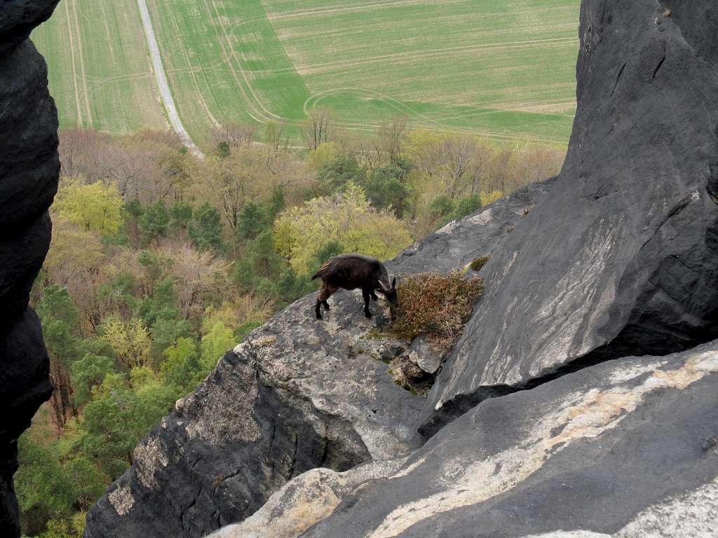 An adventurous goat on a rock cliff of the 