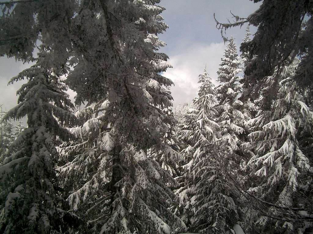 Snowcovered tree