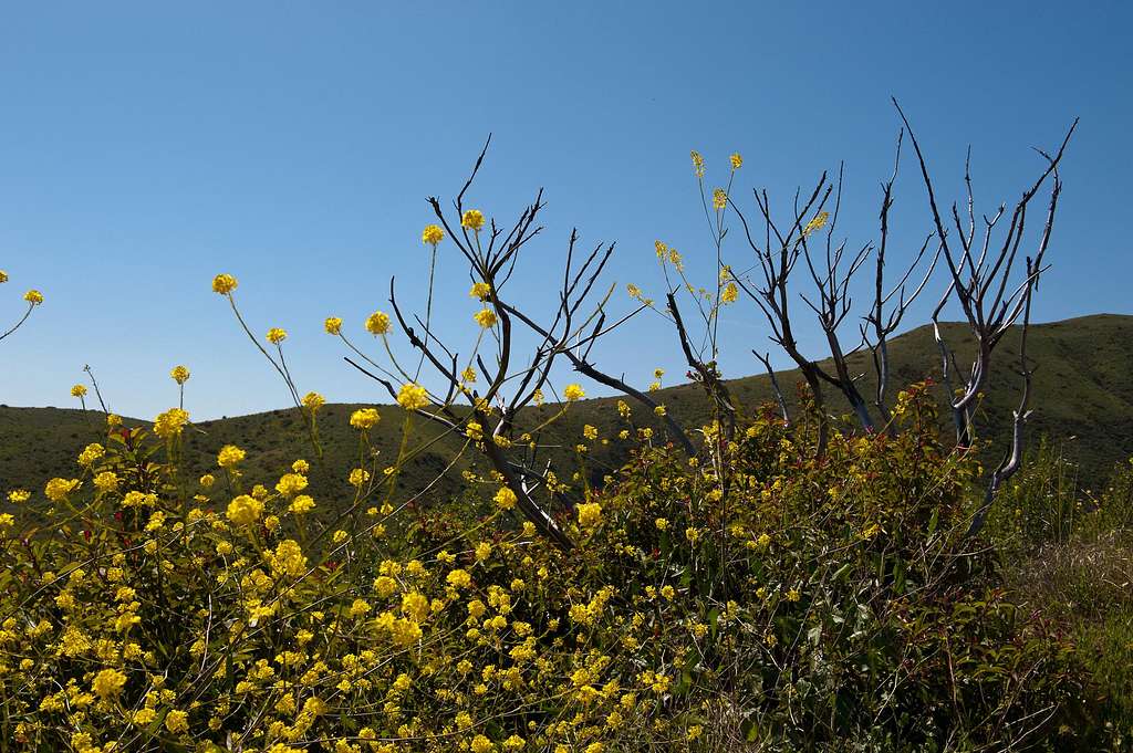 Solstice Canyon