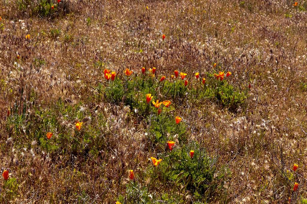 Poppies in Antelope Valley