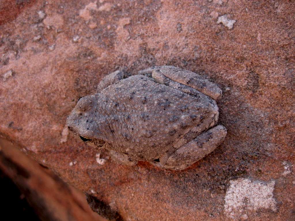 Desert Frog