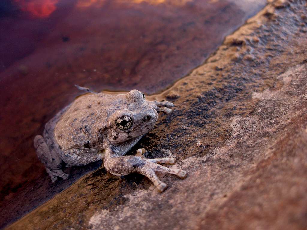 Desert Frog-- Many Pools, Zion
