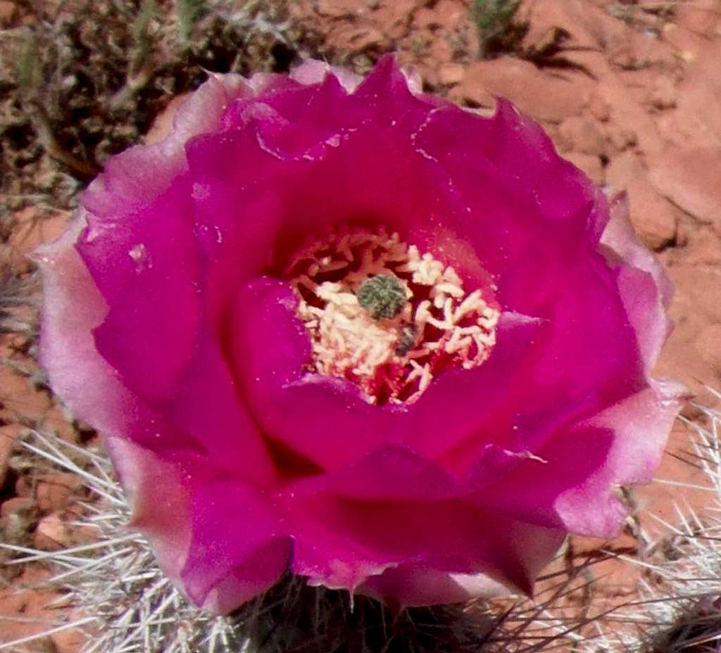 Cacti Bloom