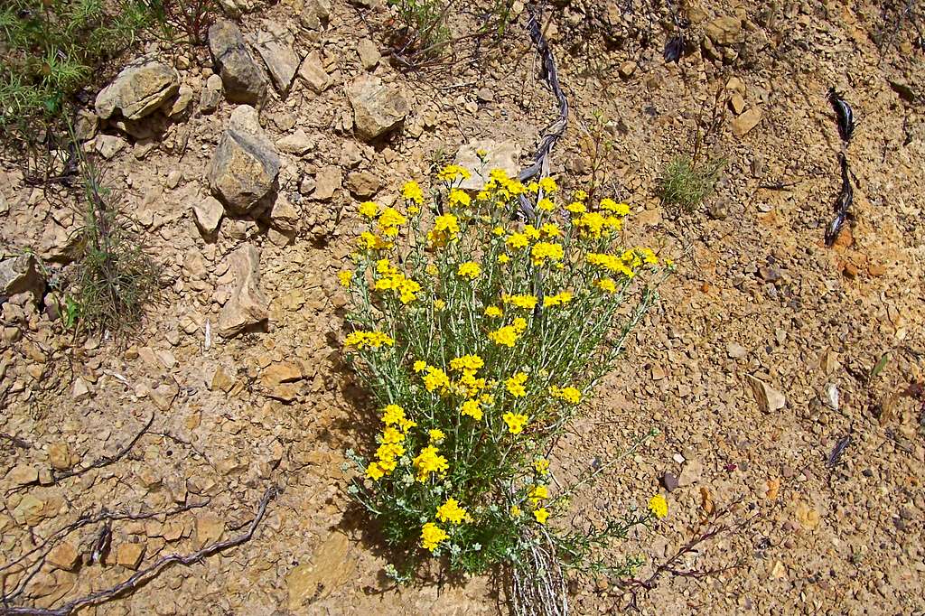 Wildflowers