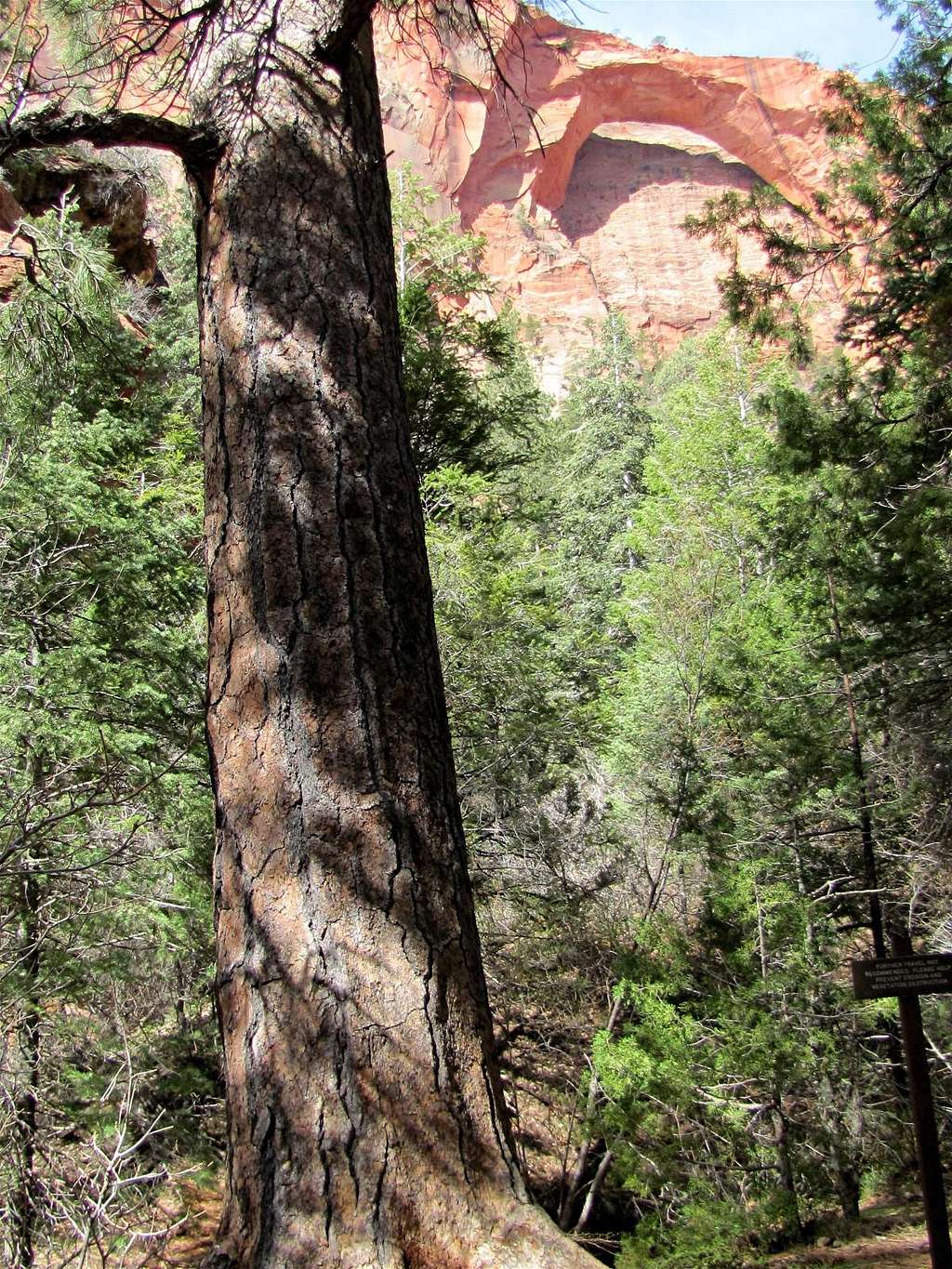 Kolob Arch and Giant Pine Tree