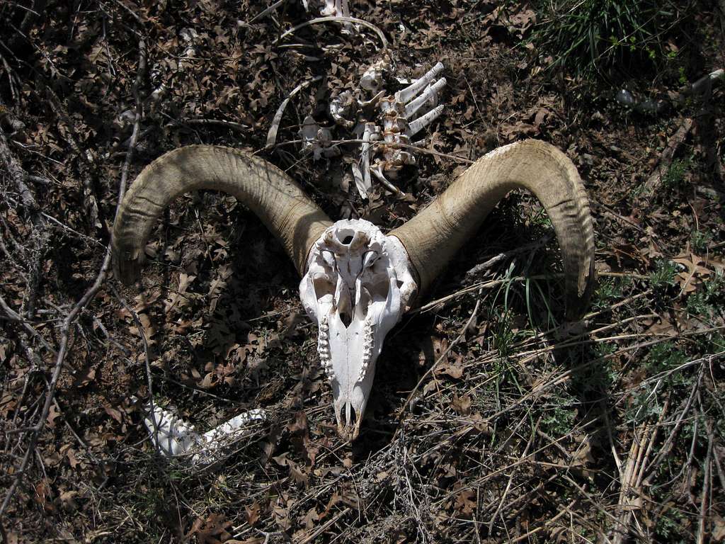 Bighorn Ram Skull