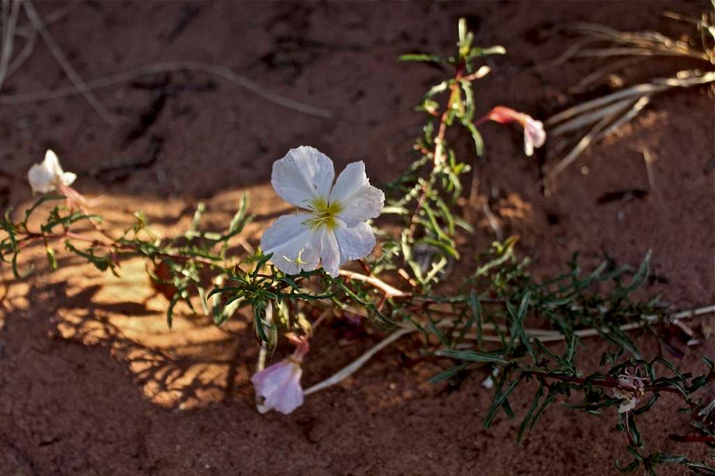 White Desert Primrose