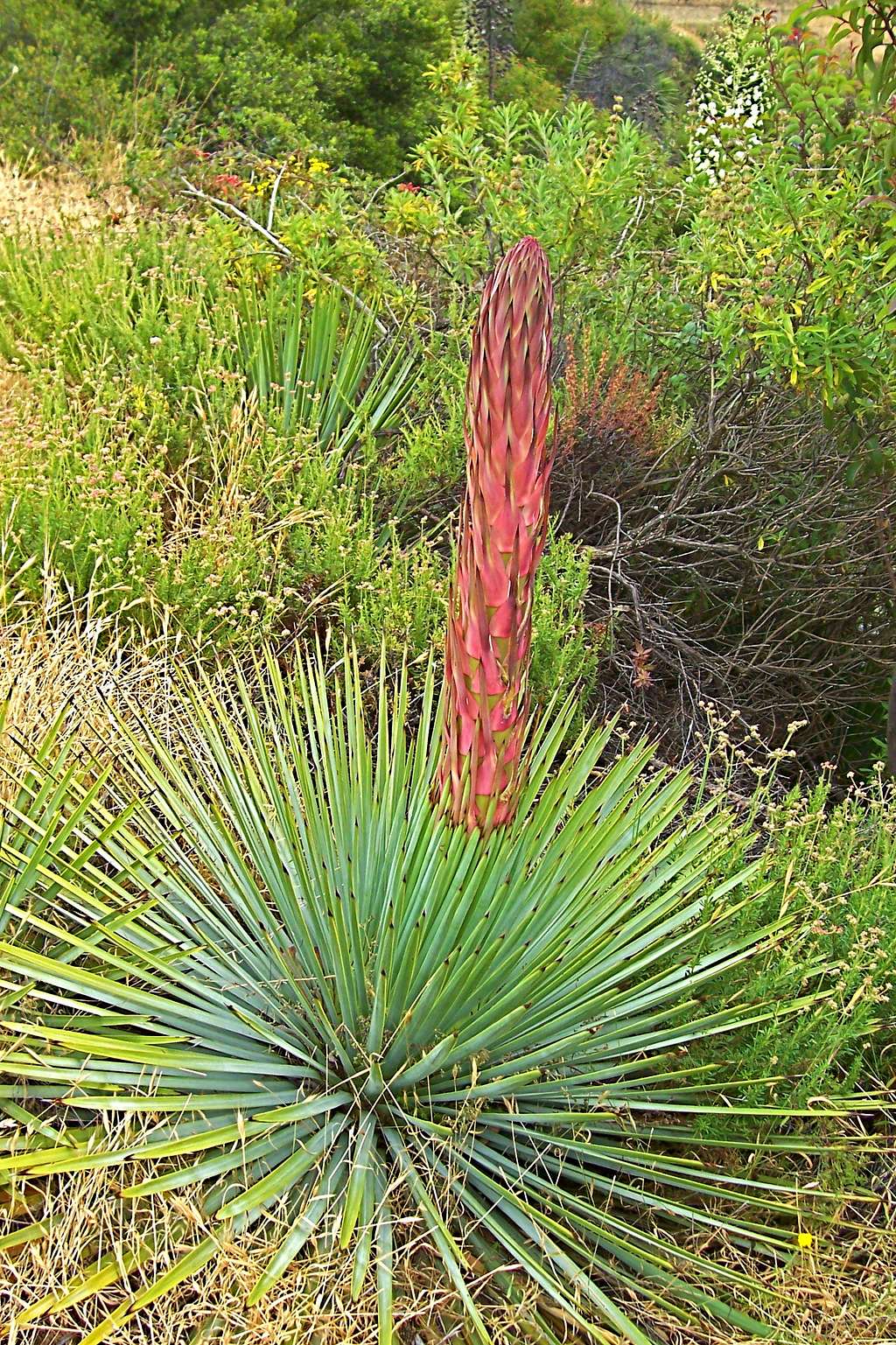 Yucca Plant ready to bloom