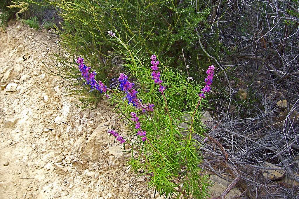 Wildflowers