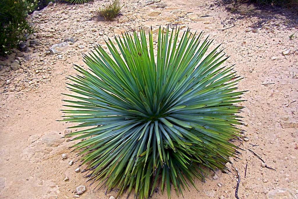 Yucca Plant in the middle of the trail