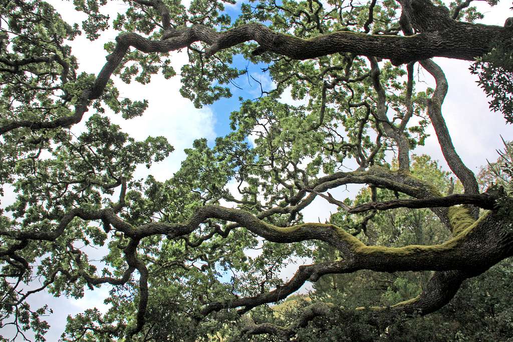 Under the Old Oak Tree